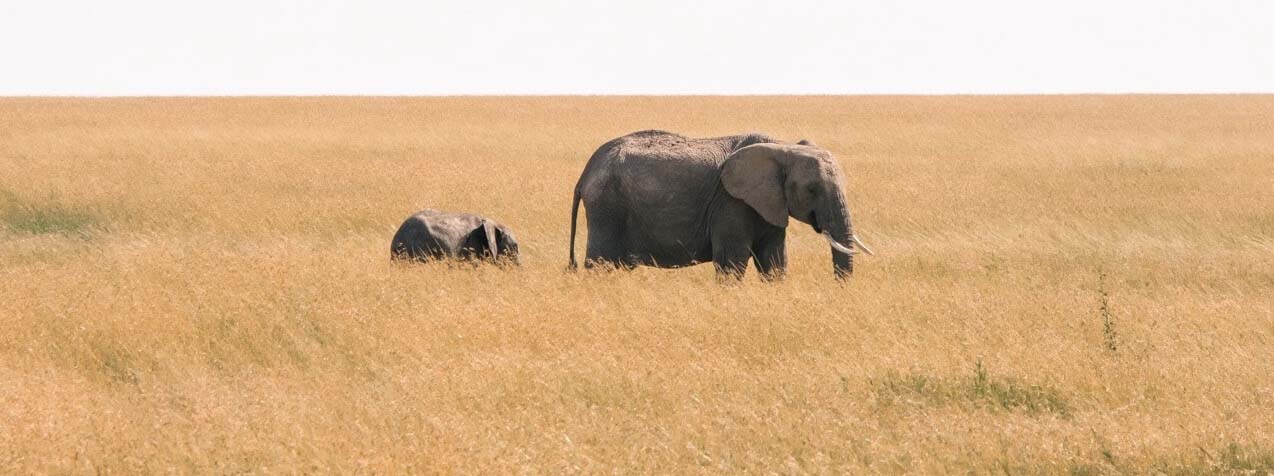 elephant-and-child-savanna-large-(1).jpg