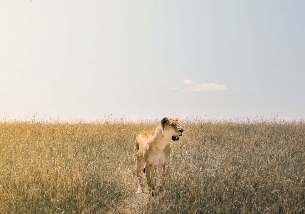 lion-roaming-4-x-3-wide-large.jpg