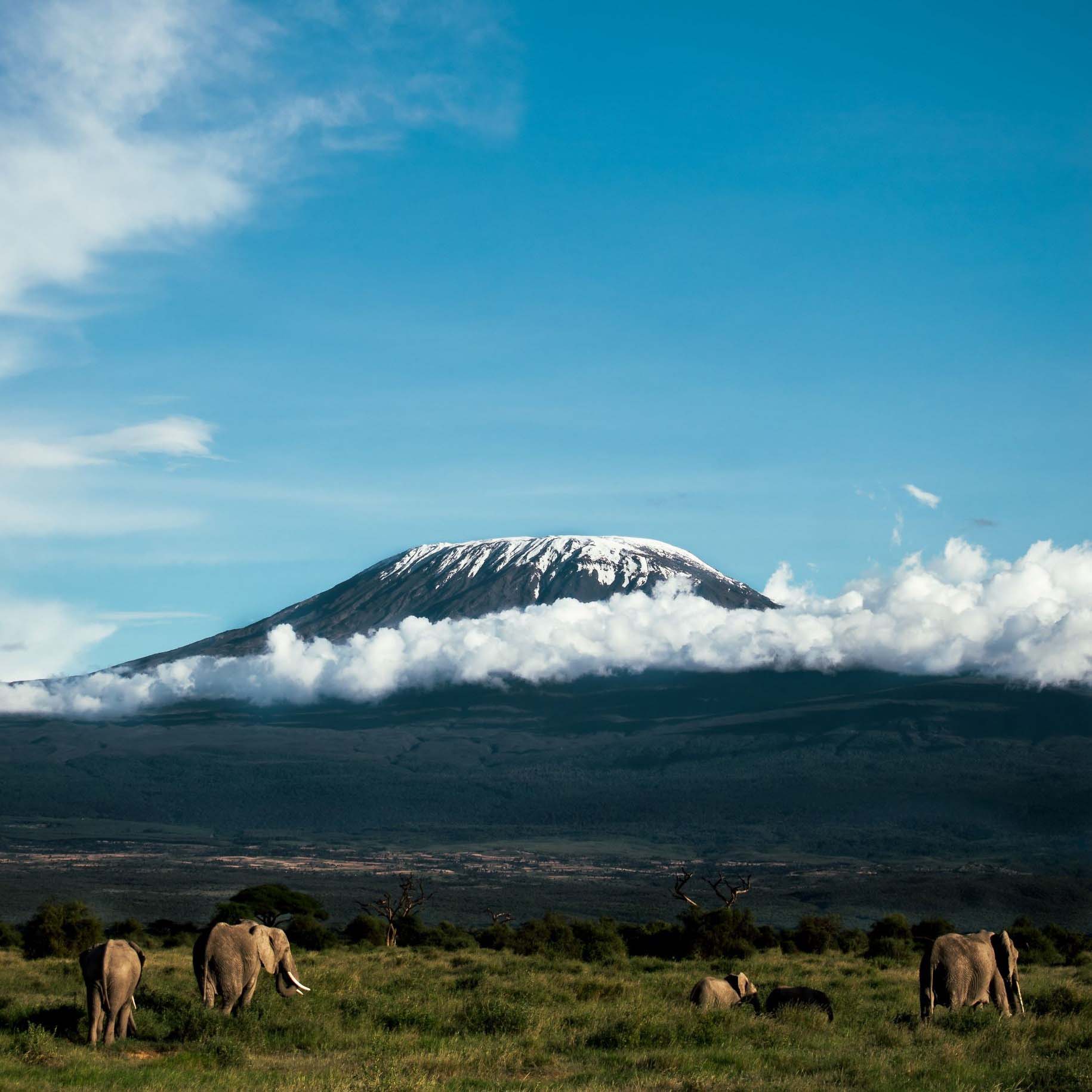 amboseli-kilimanjaro-elephants-profile-size.jpg